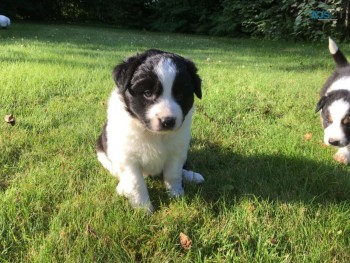 Border Collie  Puppies For Sale