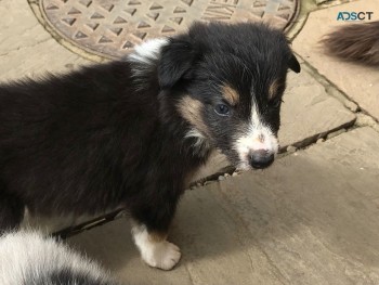 Border Collie  Puppies For Sale