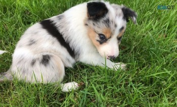 Border Collie  Puppies For Sale