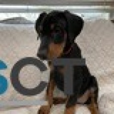 Dobermann puppies for sale