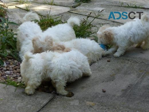 Coton De Tulear puppies for sale