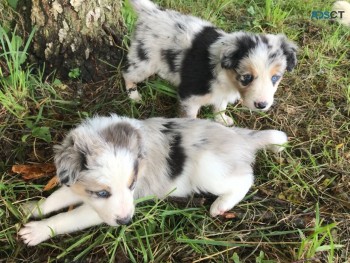 Awesome Border Collie  puppies Available