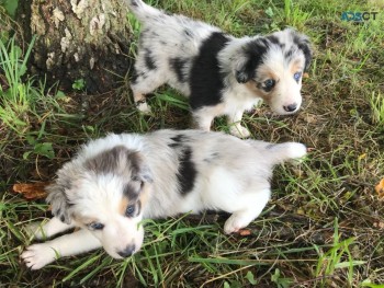 Awesome Border Collie  puppies Available