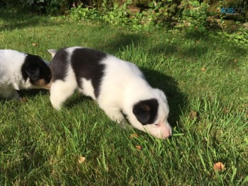 Amazing  Border Collie Puppies