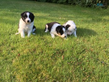 Amazing  Border Collie Puppies