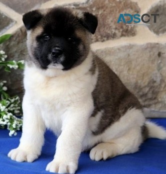 Akita puppies for sale