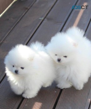 Pomeranian puppies for sale