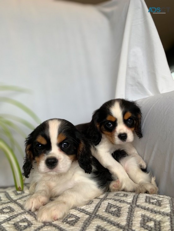 Beautiful Blenheim Cavalier Puppies