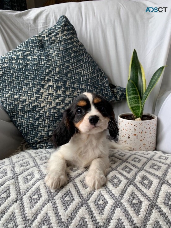 Beautiful Blenheim Cavalier Puppies