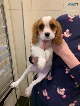 Beautiful Litter Of Cavalier Pups We hav