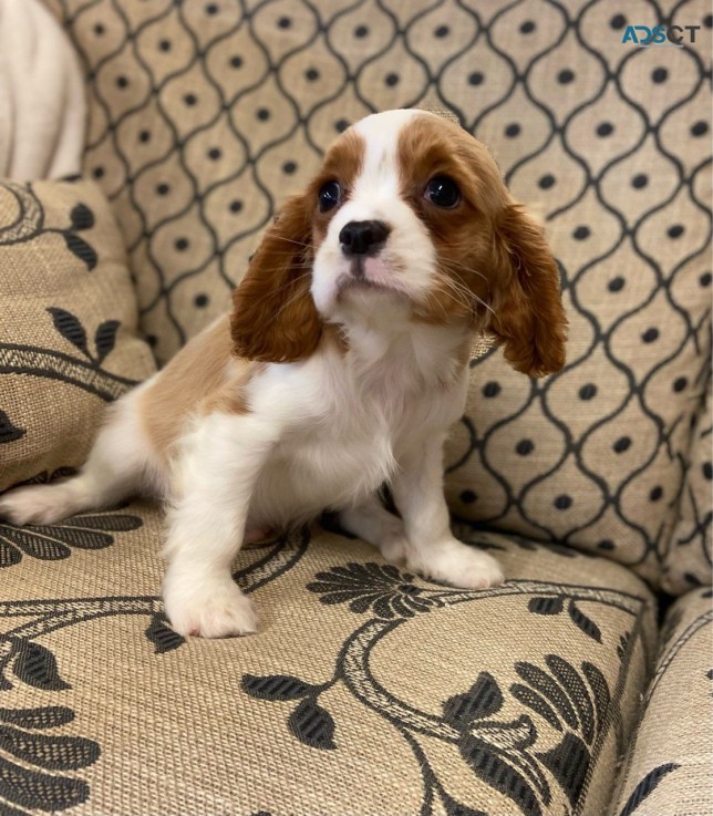 Beautiful Litter Of Cavalier Pups We hav