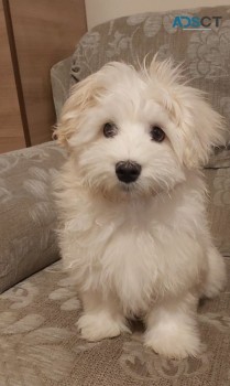 Maltese puppies for sale