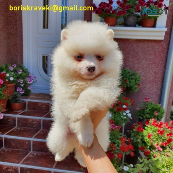 Pomeranian puppies for sale