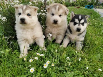 Siberian Husky puppies for sale