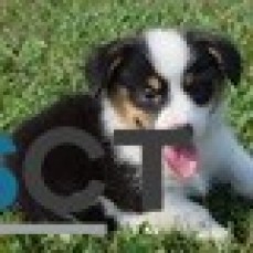 Welsh Corgi Pembroke puppies for sale