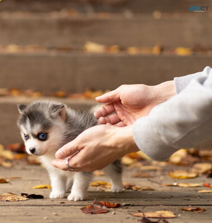 KC Tea cup size Pomsky puppies