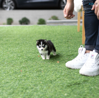 blue eyes  Pomsky puppies