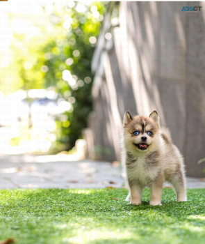 Charming  Pomsky puppies