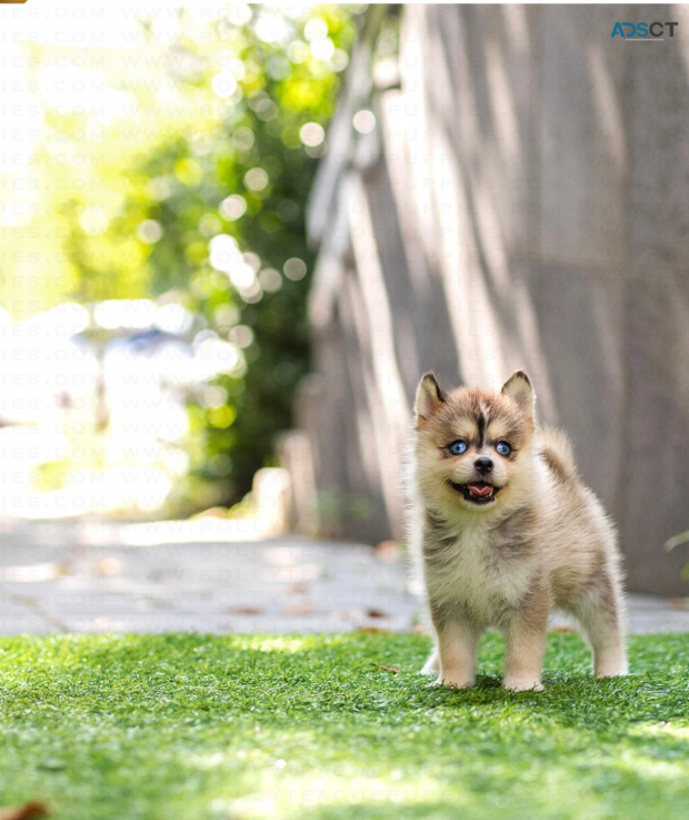 Charming  Pomsky puppies