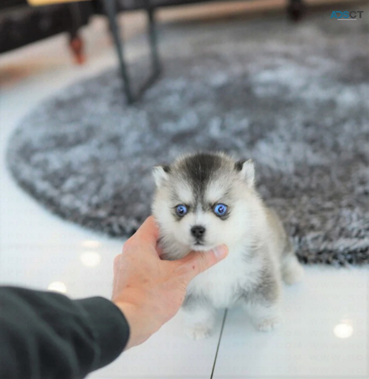 adorable  Pomsky puppies