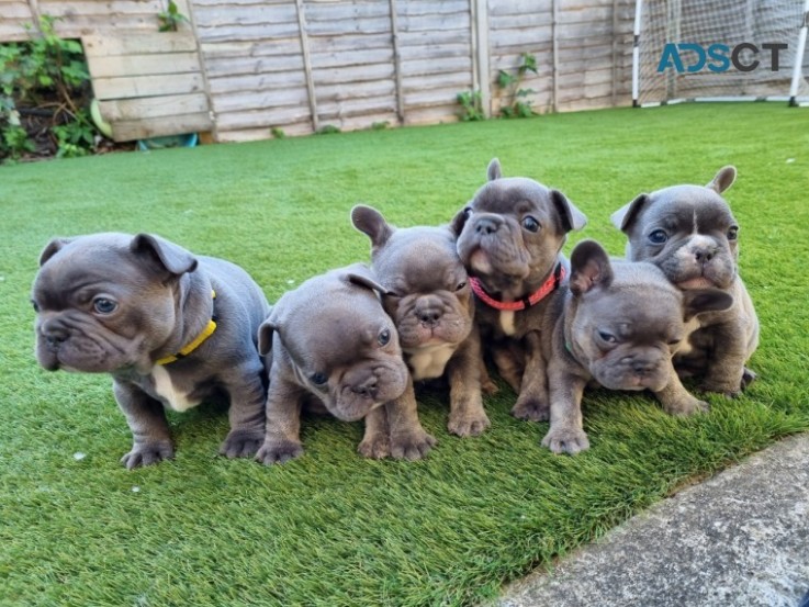 French Bulldog puppies for sale