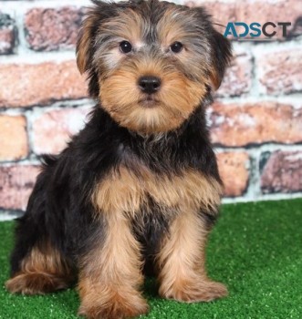 Yorkie puppies for sale