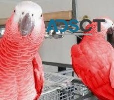 Adorable African grey parrot