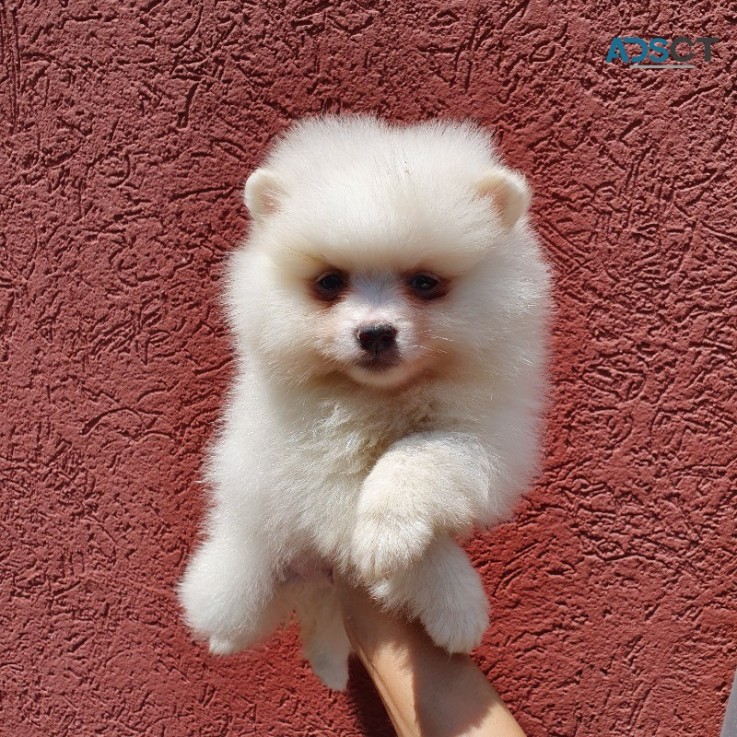 Pomeranian puppies for sale