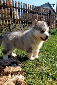 Siberian Husky puppies for sale