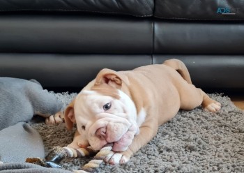 English Bulldog puppies for sale