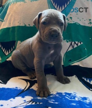 Great Dane puppies for sale