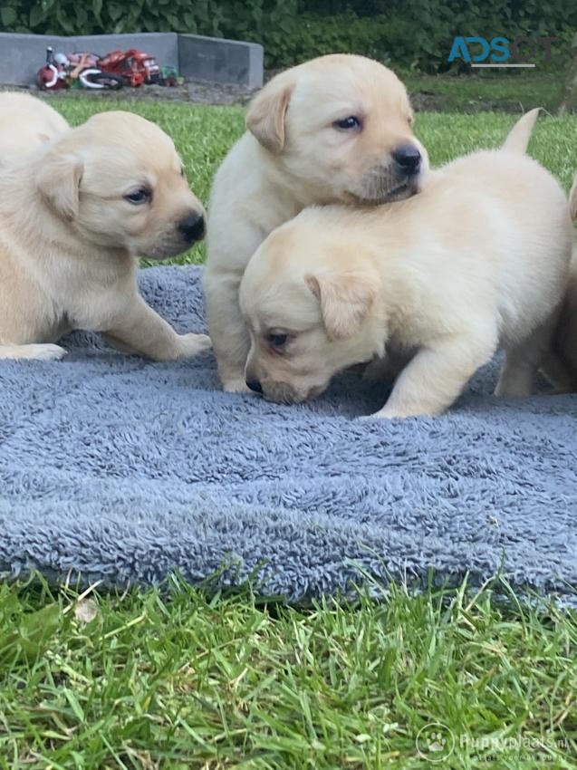 Golden Retriever puppies for sale