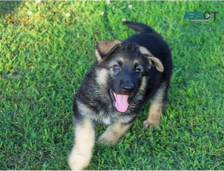 German Shepherd puppies for sale