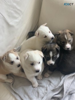 Three Siberian Husky Puppies