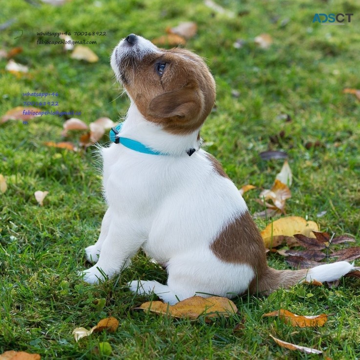 Working Jack Russells