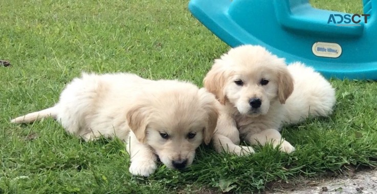 Excellent Golden Retriever Puppies