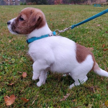 Working Jack Russells