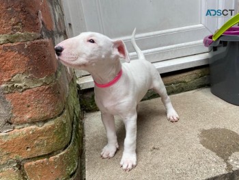 Super Cute English Bull Terrier  Puppies