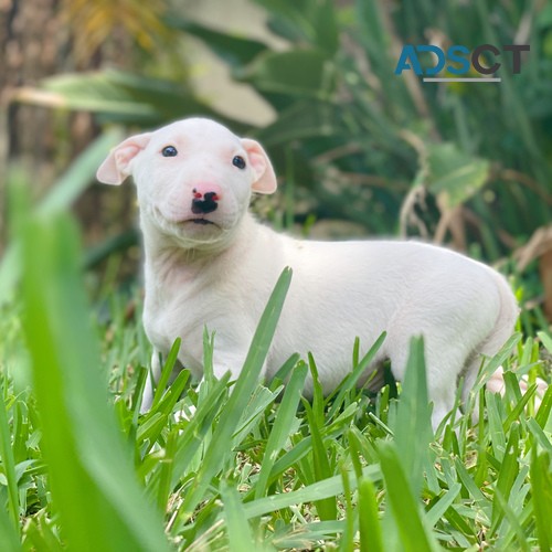 beautiful Bull Terrier puppies