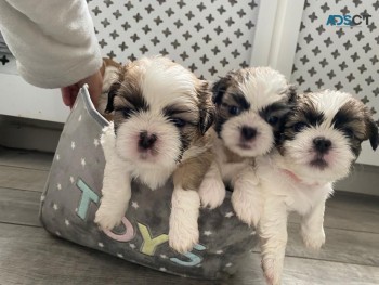 Stunning Shih Tzuh  Puppies Available