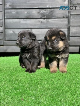 German Shepherd Puppies