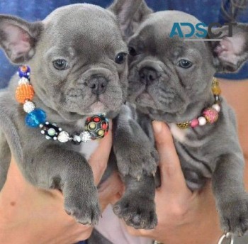 French Bulldog Puppies