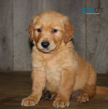 Golden Retriever puppies for sale