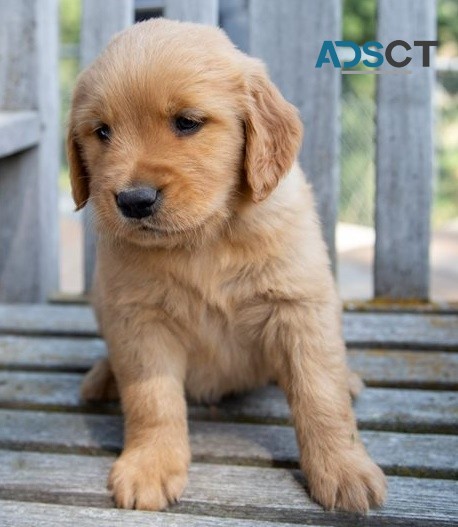 Golden Retriever puppies for sale