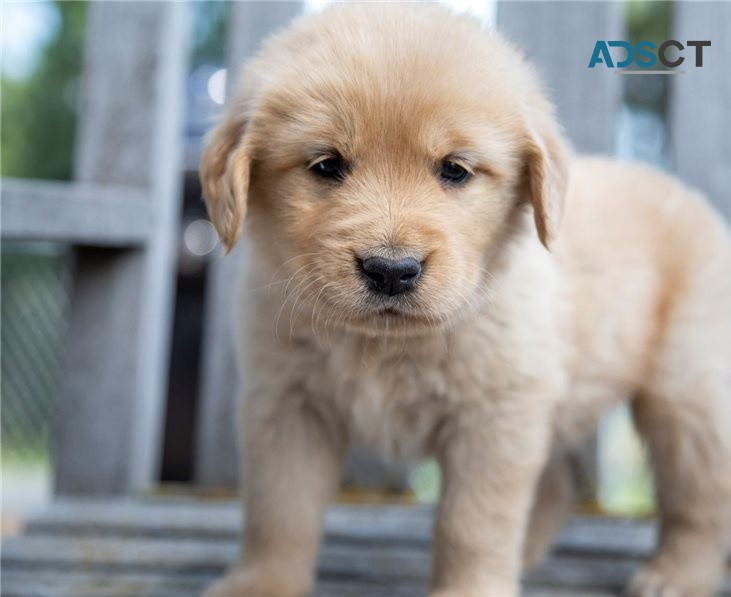 Golden Retriever puppies for sale