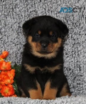 Rottweiler puppies for sale