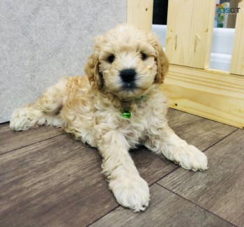 Labradoodle Puppies For Sale