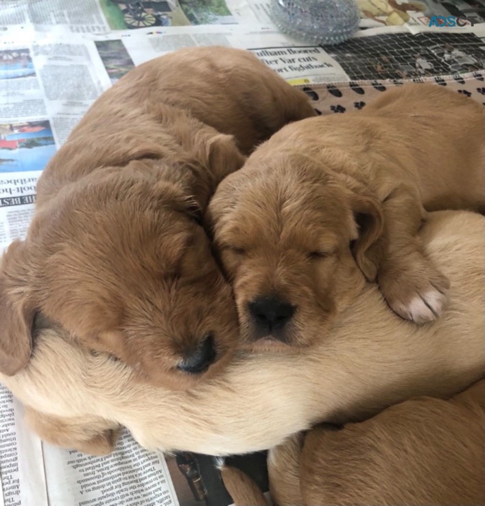 Labradoodle Puppies For Sale