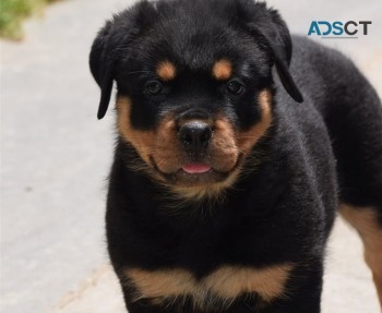 Rottweiler puppies for sale