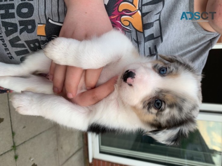 8 Beautiful Border Collie Pups For Sale